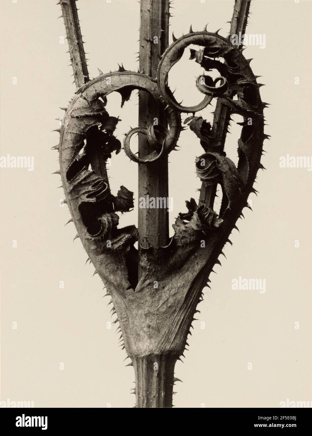 Dipsacus laciniatus. Karl Blossfeldt (Deutsch, 1865 - 1932) Stockfoto