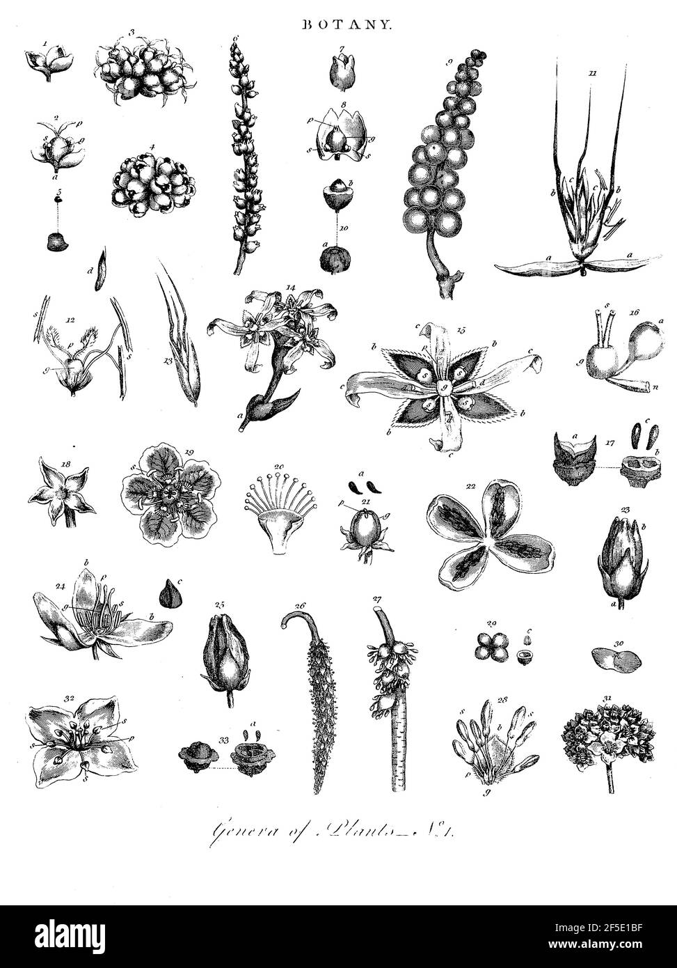 Pflanzengattungen Kupferstich aus der Encyclopaedia Londinensis oder, Universelles Wörterbuch der Künste, Wissenschaften und Literatur; Band III; herausgegeben von Wilkes, John. Veröffentlicht 1810 in London Stockfoto