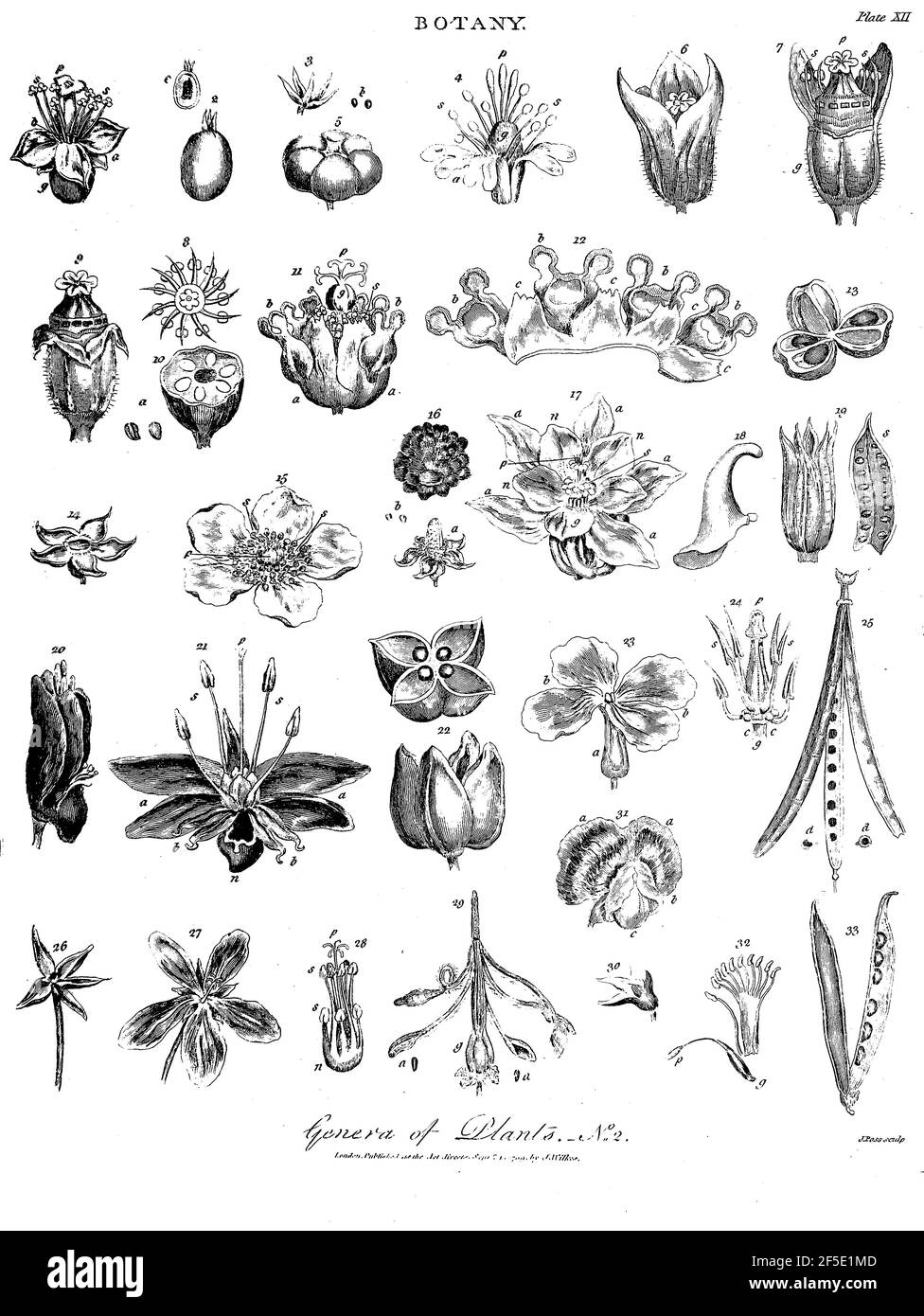 Pflanzengattungen Kupferstich aus der Encyclopaedia Londinensis oder, Universelles Wörterbuch der Künste, Wissenschaften und Literatur; Band III; herausgegeben von Wilkes, John. Veröffentlicht 1810 in London Stockfoto