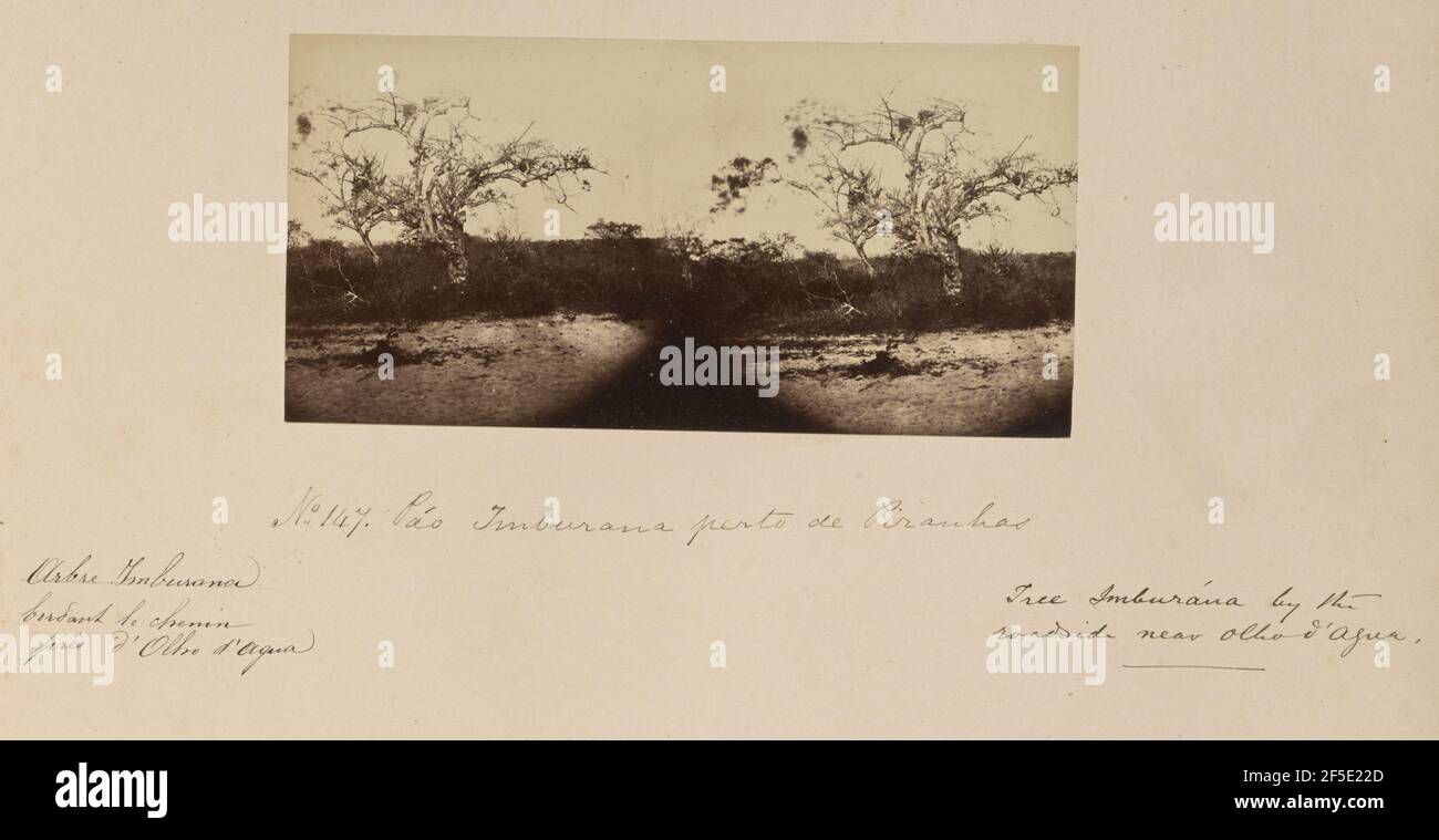 Pão Imburana perto de Piranhas. Stereoskopische Ansicht eines am Straßenrand wachsenden Kostenerstattungsbaums. (Recto, Montierung) unten links, in schwarzer Tinte: 'Arbre Imburana / bordant le chemin / prËs d'Olho d'Agua.'; untere Mitte, unterhalb des Bildes, in schwarzer Tinte: 'Nein 147. P„o Imburana perto de Piranhas'; unten rechts, in schwarzer Tinte: 'Baum Imberana am / Straßenrand bei Olha d'agua.'; Stockfoto