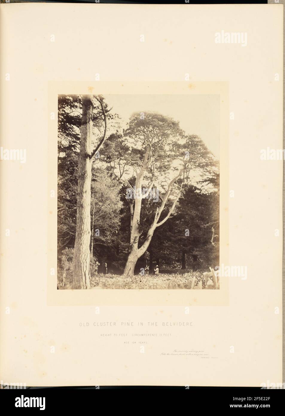 Alte Cluster Pine in der Belvidere. Stockfoto