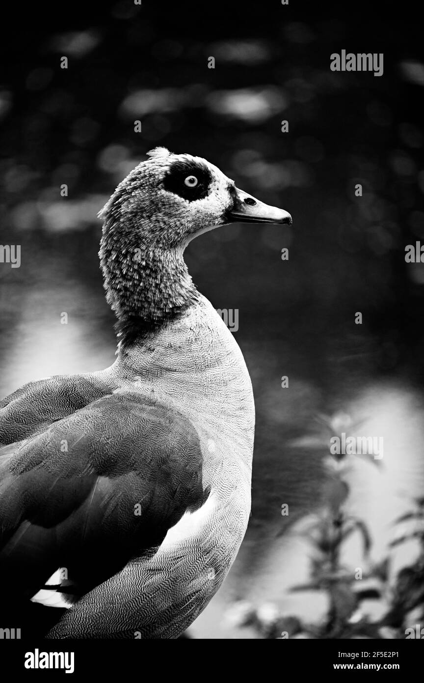 Natur In Großbritannien Stockfoto