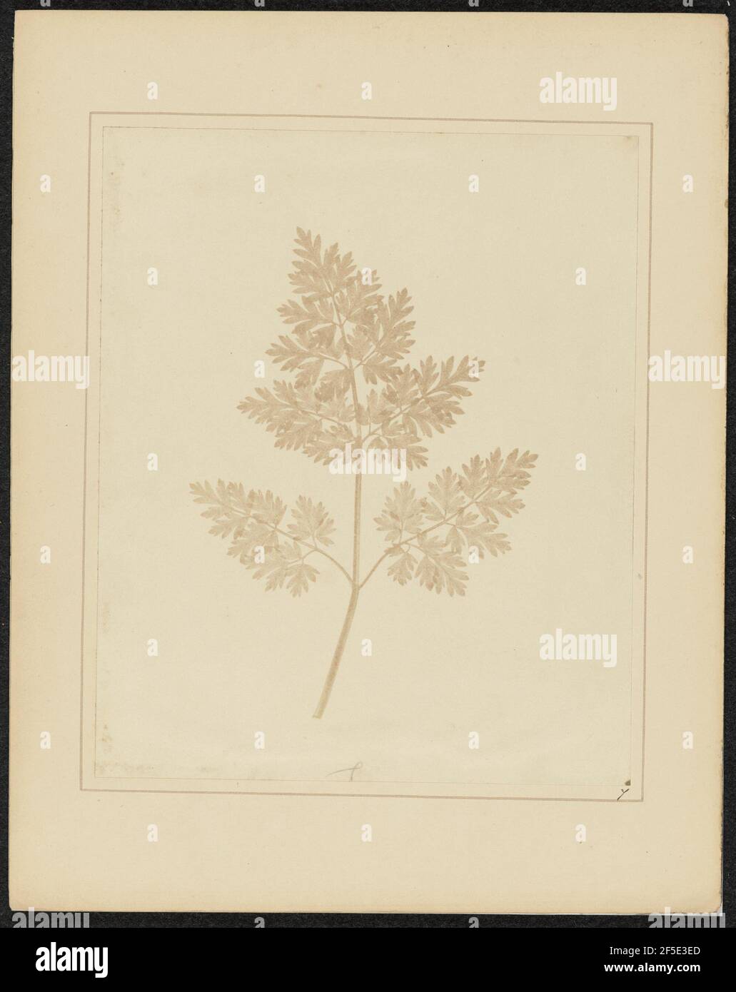 Blatt einer Pflanze. William Henry Fox Talbot (Englisch, 1800 - 1877  Stockfotografie - Alamy