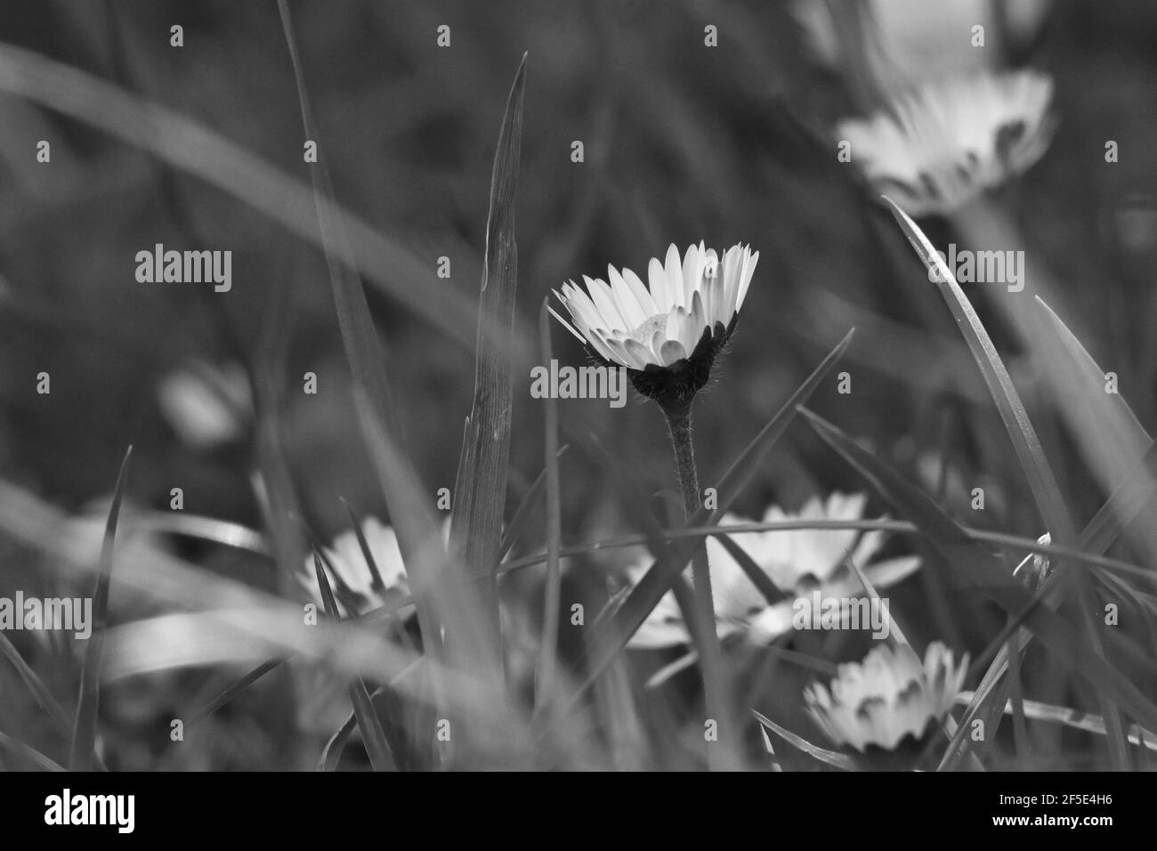 Natur In Großbritannien Stockfoto