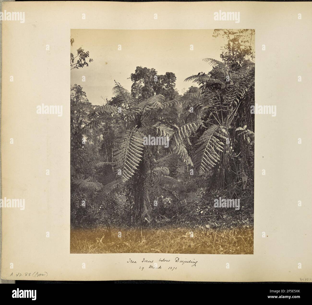 Darjeeling; ein weiterer Blick auf die Baumfarne bei Lebong, Snowy Range nur oben sichtbar. Blick auf Baumfarne und andere Vegetation. (Recto, Bild) unten rechts, im Negativ handgeschrieben: '1890' (Recto, Montierung) unten links, mit Bleistift handgeschrieben: 'A42,88 (Bou)' unten Mitte, mit schwarzer Tinte handgeschrieben: 'Baumfarne unterhalb von Darjeeling / 29. März 1872' Stockfoto