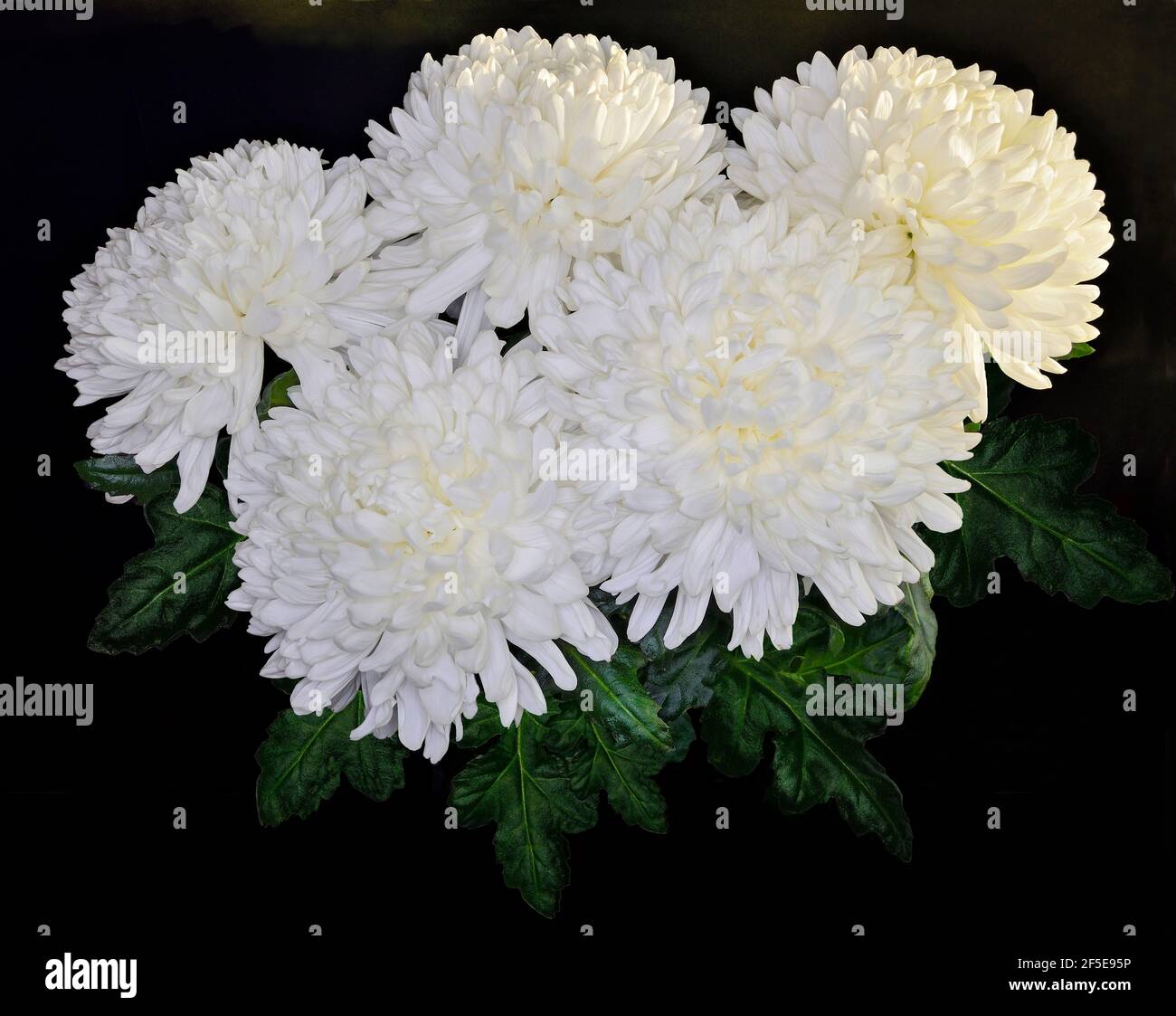 Vintage-Blumendesign - weißer Blumenstrauß mit Chrysanthemen und grünen Blättern auf schwarzem Hintergrund. Grußkarte für jeden freudigen oder festlichen EV Stockfoto