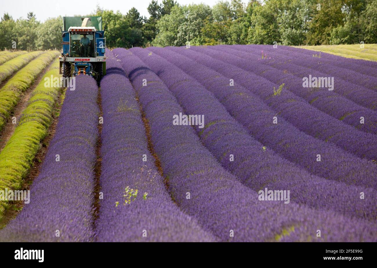 Landwirt Charlie Byrd erntet Lavendel auf seiner Farm in Snowshill, Gloucestershire. Die jährliche Ernte der duftenden Ernte, die vor Ort verarbeitet wird, um ihr Öl zu extrahieren, wird durch das Wetter bestimmt - was trockene Bedingungen erfordert. Die temperamentvollen Bedingungen in diesem Sommer haben die Farm zu maximaler Ernte während der sonnigen Zeiten gezwungen, mit allen Kulturen bis Freitag geerntet werden. Foto von Adam Gasson Stockfoto