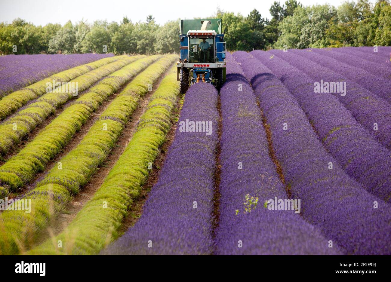 Landwirt Charlie Byrd erntet Lavendel auf seiner Farm in Snowshill, Gloucestershire. Die jährliche Ernte der duftenden Ernte, die vor Ort verarbeitet wird, um ihr Öl zu extrahieren, wird durch das Wetter bestimmt - was trockene Bedingungen erfordert. Die temperamentvollen Bedingungen in diesem Sommer haben die Farm zu maximaler Ernte während der sonnigen Zeiten gezwungen, mit allen Kulturen bis Freitag geerntet werden. Foto von Adam Gasson Stockfoto