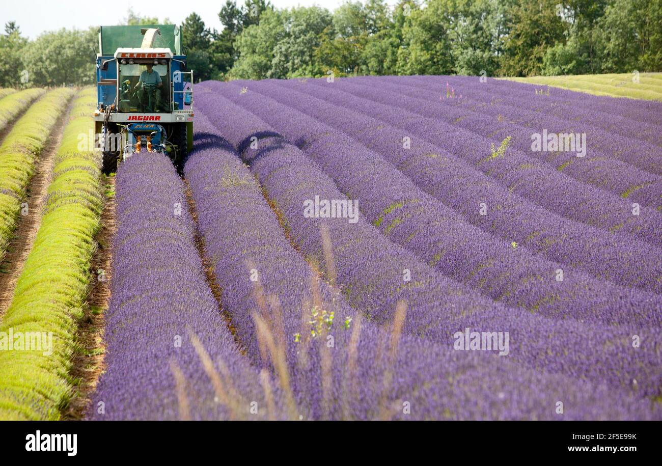 Landwirt Charlie Byrd erntet Lavendel auf seiner Farm in Snowshill, Gloucestershire. Die jährliche Ernte der duftenden Ernte, die vor Ort verarbeitet wird, um ihr Öl zu extrahieren, wird durch das Wetter bestimmt - was trockene Bedingungen erfordert. Die temperamentvollen Bedingungen in diesem Sommer haben die Farm zu maximaler Ernte während der sonnigen Zeiten gezwungen, mit allen Kulturen bis Freitag geerntet werden. Foto von Adam Gasson Stockfoto