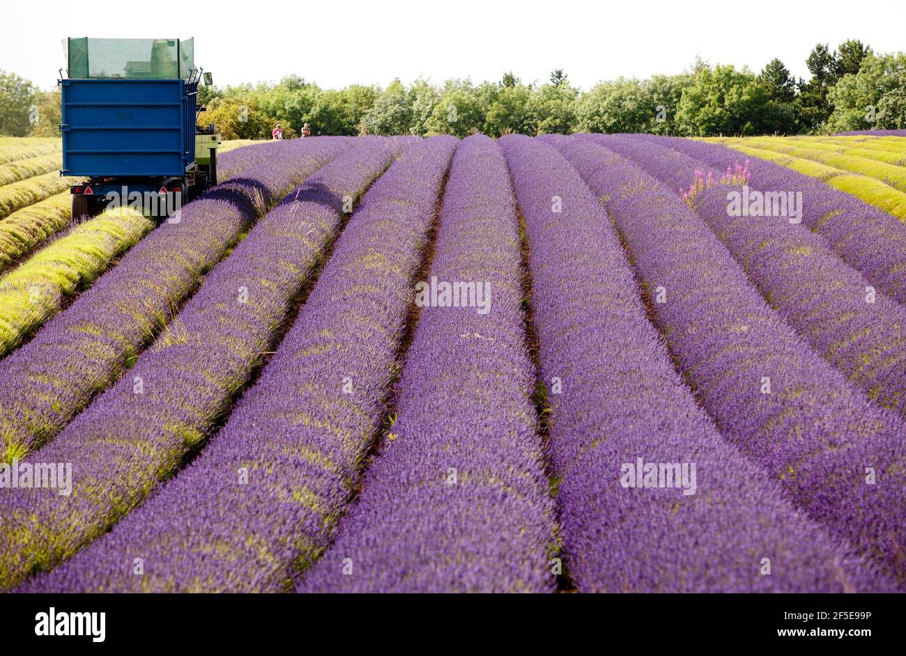Landwirt Charlie Byrd erntet Lavendel auf seiner Farm in Snowshill, Gloucestershire. Die jährliche Ernte der duftenden Ernte, die vor Ort verarbeitet wird, um ihr Öl zu extrahieren, wird durch das Wetter bestimmt - was trockene Bedingungen erfordert. Die temperamentvollen Bedingungen in diesem Sommer haben die Farm zu maximaler Ernte während der sonnigen Zeiten gezwungen, mit allen Kulturen bis Freitag geerntet werden. Foto von Adam Gasson Stockfoto