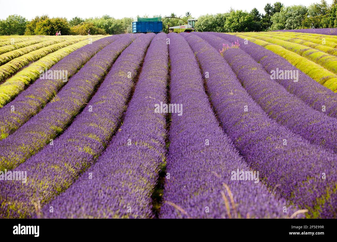 Landwirt Charlie Byrd erntet Lavendel auf seiner Farm in Snowshill, Gloucestershire. Die jährliche Ernte der duftenden Ernte, die vor Ort verarbeitet wird, um ihr Öl zu extrahieren, wird durch das Wetter bestimmt - was trockene Bedingungen erfordert. Die temperamentvollen Bedingungen in diesem Sommer haben die Farm zu maximaler Ernte während der sonnigen Zeiten gezwungen, mit allen Kulturen bis Freitag geerntet werden. Foto von Adam Gasson Stockfoto
