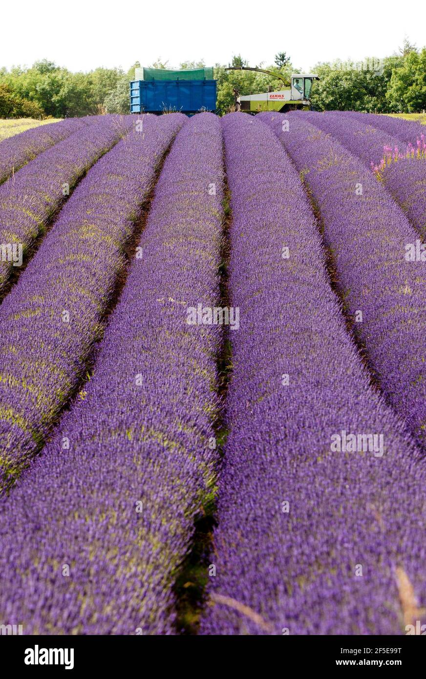 Landwirt Charlie Byrd erntet Lavendel auf seiner Farm in Snowshill, Gloucestershire. Die jährliche Ernte der duftenden Ernte, die vor Ort verarbeitet wird, um ihr Öl zu extrahieren, wird durch das Wetter bestimmt - was trockene Bedingungen erfordert. Die temperamentvollen Bedingungen in diesem Sommer haben die Farm zu maximaler Ernte während der sonnigen Zeiten gezwungen, mit allen Kulturen bis Freitag geerntet werden. Foto von Adam Gasson Stockfoto