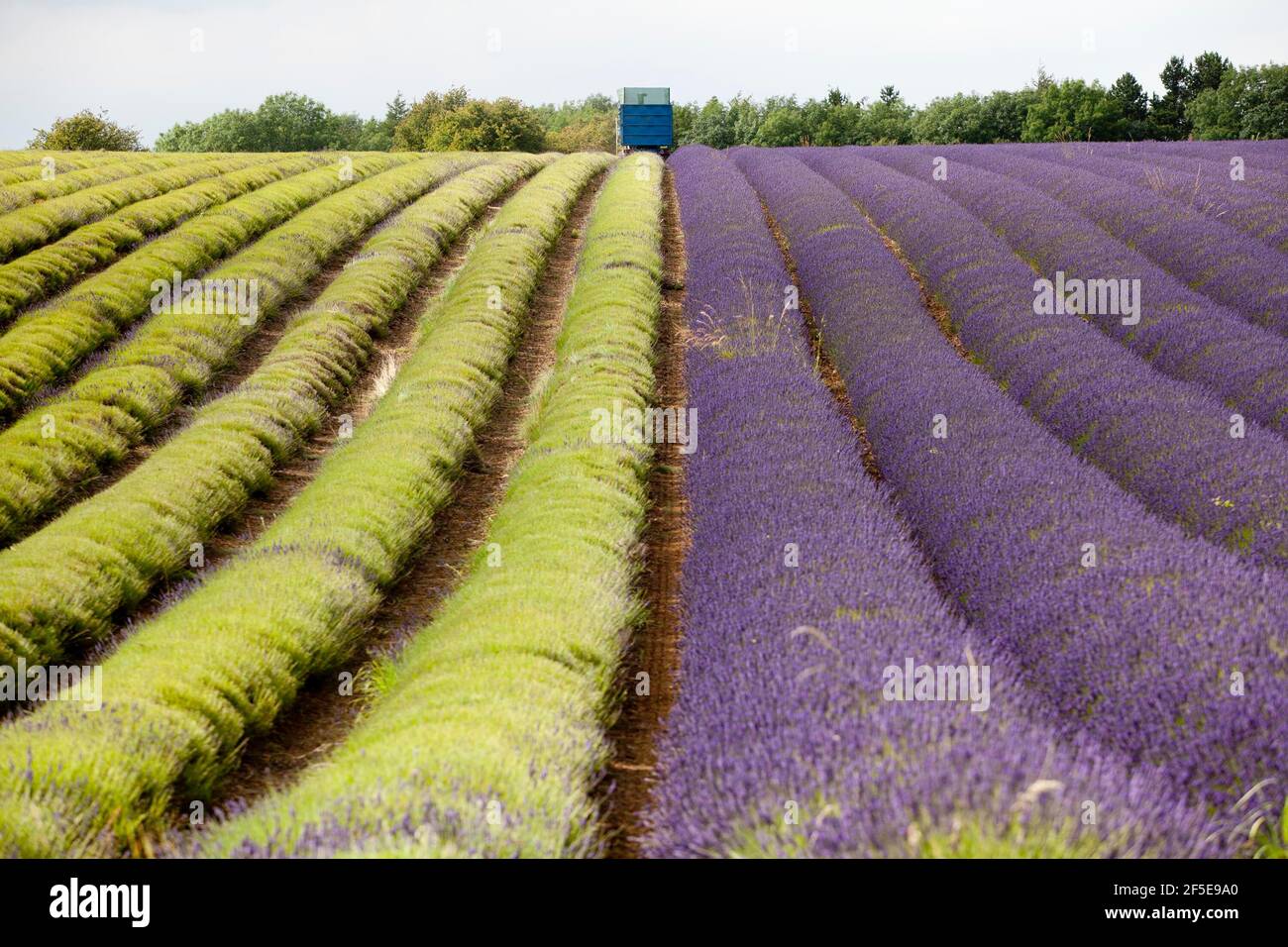 Landwirt Charlie Byrd erntet Lavendel auf seiner Farm in Snowshill, Gloucestershire. Die jährliche Ernte der duftenden Ernte, die vor Ort verarbeitet wird, um ihr Öl zu extrahieren, wird durch das Wetter bestimmt - was trockene Bedingungen erfordert. Die temperamentvollen Bedingungen in diesem Sommer haben die Farm zu maximaler Ernte während der sonnigen Zeiten gezwungen, mit allen Kulturen bis Freitag geerntet werden. Foto von Adam Gasson Stockfoto