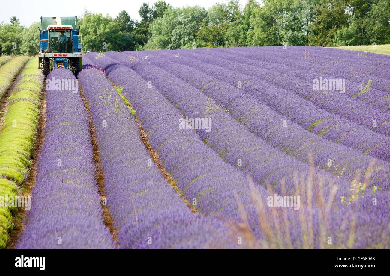 Landwirt Charlie Byrd erntet Lavendel auf seiner Farm in Snowshill, Gloucestershire. Die jährliche Ernte der duftenden Ernte, die vor Ort verarbeitet wird, um ihr Öl zu extrahieren, wird durch das Wetter bestimmt - was trockene Bedingungen erfordert. Die temperamentvollen Bedingungen in diesem Sommer haben die Farm zu maximaler Ernte während der sonnigen Zeiten gezwungen, mit allen Kulturen bis Freitag geerntet werden. Foto von Adam Gasson Stockfoto