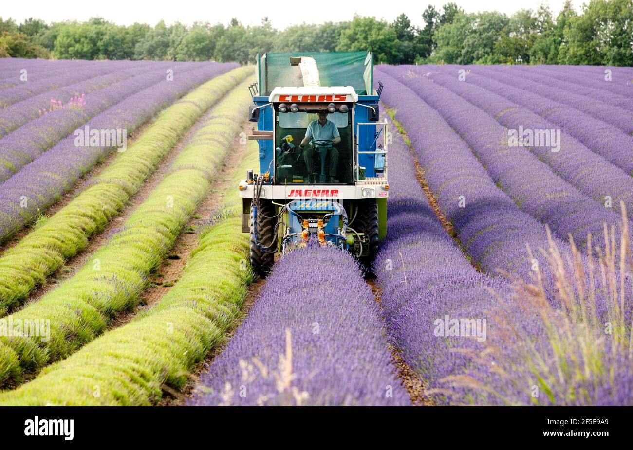 Landwirt Charlie Byrd erntet Lavendel auf seiner Farm in Snowshill, Gloucestershire. Die jährliche Ernte der duftenden Ernte, die vor Ort verarbeitet wird, um ihr Öl zu extrahieren, wird durch das Wetter bestimmt - was trockene Bedingungen erfordert. Die temperamentvollen Bedingungen in diesem Sommer haben die Farm zu maximaler Ernte während der sonnigen Zeiten gezwungen, mit allen Kulturen bis Freitag geerntet werden. Foto von Adam Gasson Stockfoto