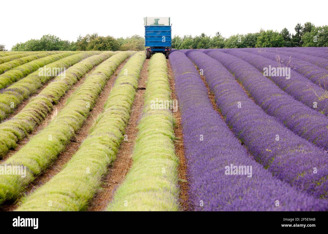 Landwirt Charlie Byrd erntet Lavendel auf seiner Farm in Snowshill, Gloucestershire. Die jährliche Ernte der duftenden Ernte, die vor Ort verarbeitet wird, um ihr Öl zu extrahieren, wird durch das Wetter bestimmt - was trockene Bedingungen erfordert. Die temperamentvollen Bedingungen in diesem Sommer haben die Farm zu maximaler Ernte während der sonnigen Zeiten gezwungen, mit allen Kulturen bis Freitag geerntet werden. Foto von Adam Gasson Stockfoto