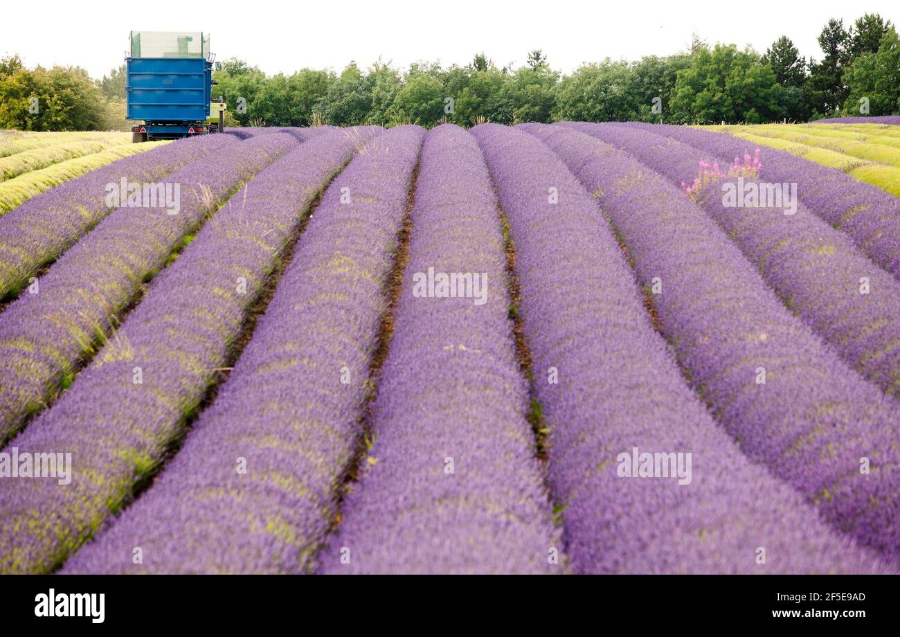 Landwirt Charlie Byrd erntet Lavendel auf seiner Farm in Snowshill, Gloucestershire. Die jährliche Ernte der duftenden Ernte, die vor Ort verarbeitet wird, um ihr Öl zu extrahieren, wird durch das Wetter bestimmt - was trockene Bedingungen erfordert. Die temperamentvollen Bedingungen in diesem Sommer haben die Farm zu maximaler Ernte während der sonnigen Zeiten gezwungen, mit allen Kulturen bis Freitag geerntet werden. Stockfoto