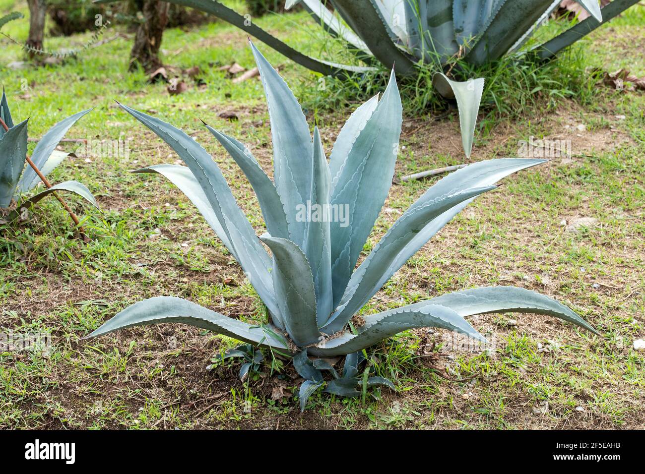 Agave tequilana, auch als blaue Agave oder Tequila Agave bezeichnet  Stockfotografie - Alamy