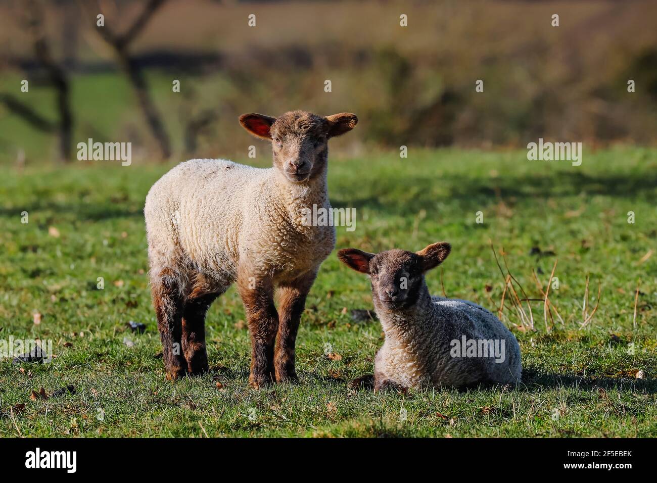 Lämmer der Suffolk Rasse von Schafen mit unverwechselbaren ganz schwarzen Kopf & "Roman Nose"; Turville Heath, Chiltern Hills, Oxfordshire, Großbritannien Stockfoto