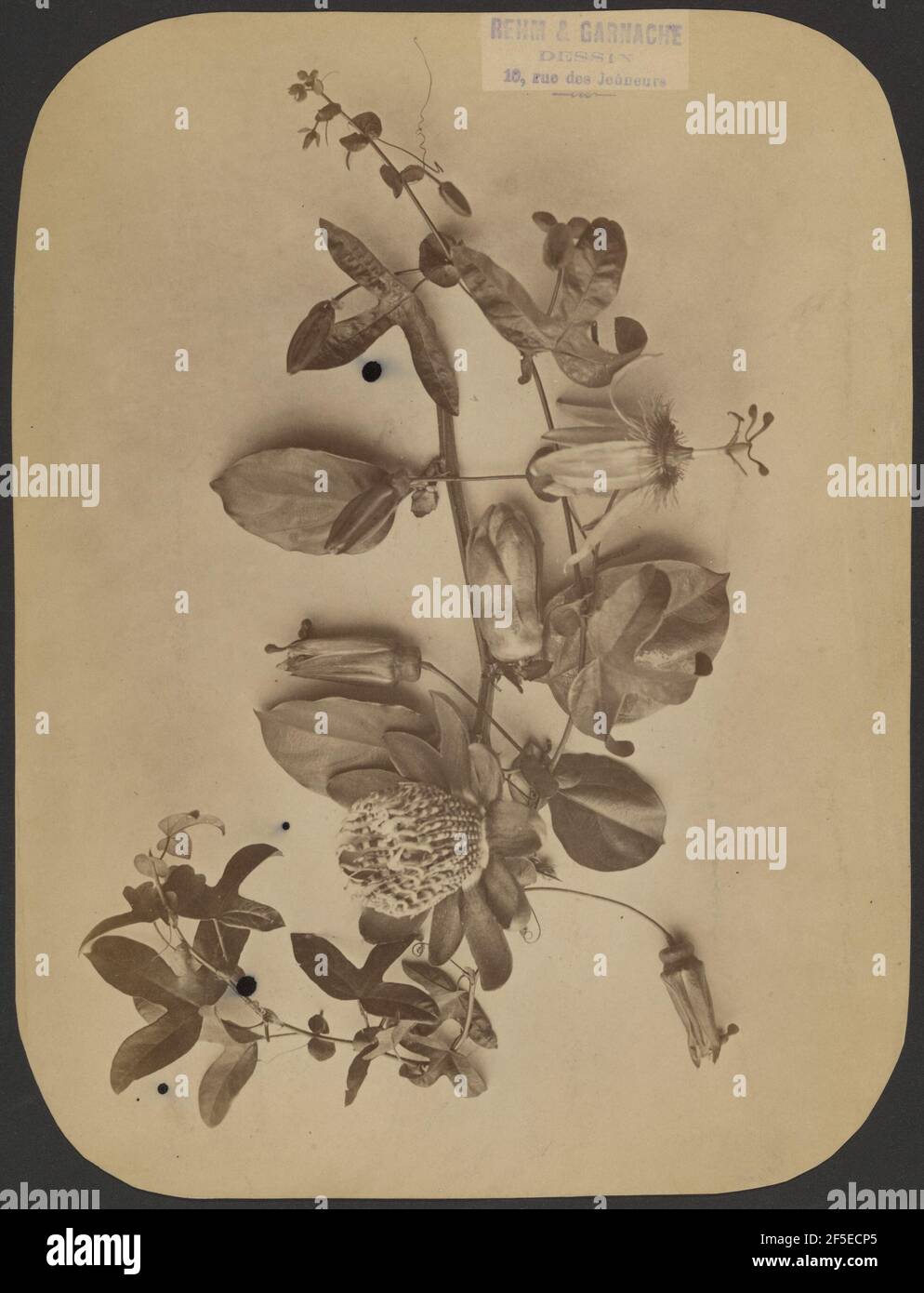 Werksstudie. Möglicherweise Rehm & Garnache (Französisch, aktiv Ende 19th Jahrhundert) Stockfoto