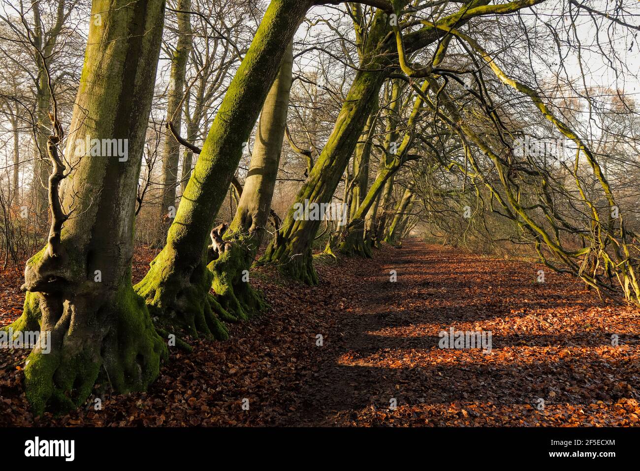 Natürliches gewölbtes Baldachin oder Baumtunnel, das durch schiefe Buchen am Waldrand entsteht; Nettlebed, Oxfordshire, Großbritannien Stockfoto