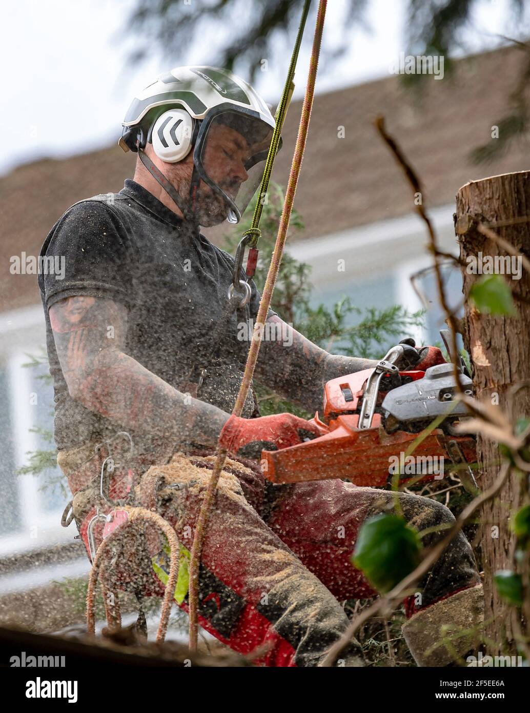 Baumchirurg bei der Arbeit Schneiden und Trimmen von Bäumen in einem städtischen Garten. Stockfoto