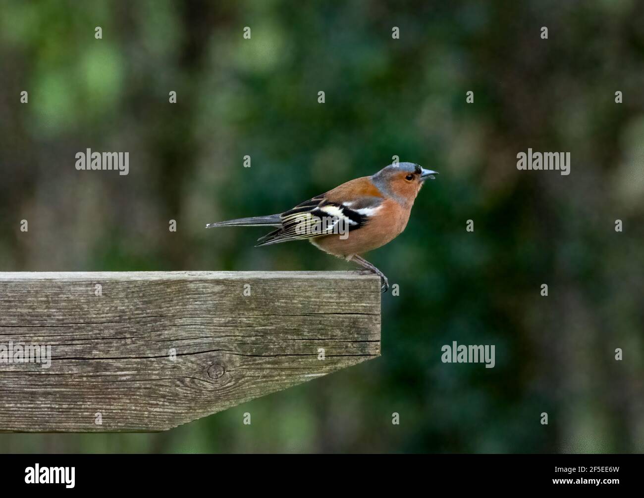 Männlicher Chaffinch auf Holzschild Stockfoto