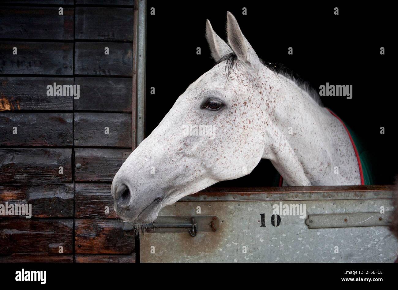 Grand National Gewinner Neptune Collonge bei Paul Nicholls Stables in Ditcheat, Somerset. 22. April 2012. Foto von Adam Gasson. Stockfoto