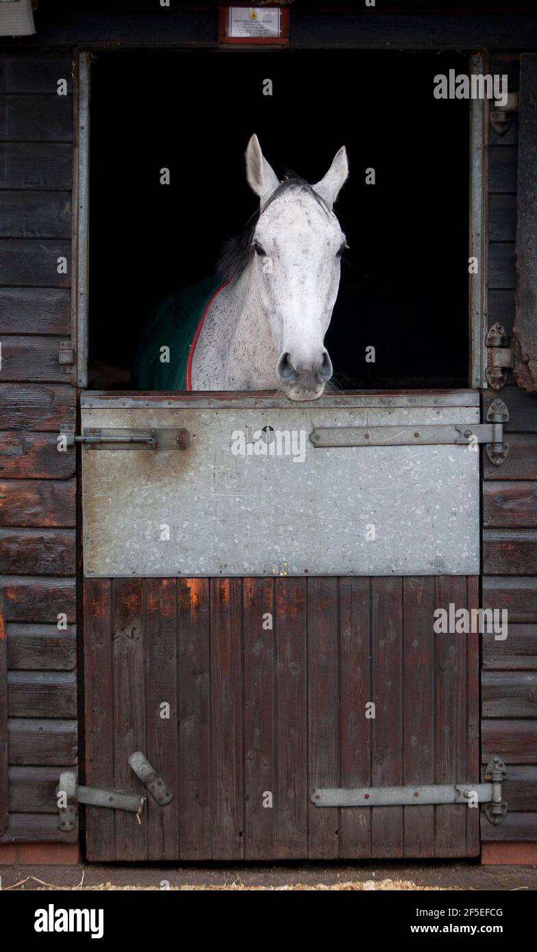 Grand National Gewinner Neptune Collonge bei Paul Nicholls Stables in Ditcheat, Somerset. 22. April 2012. Foto von Adam Gasson. Stockfoto