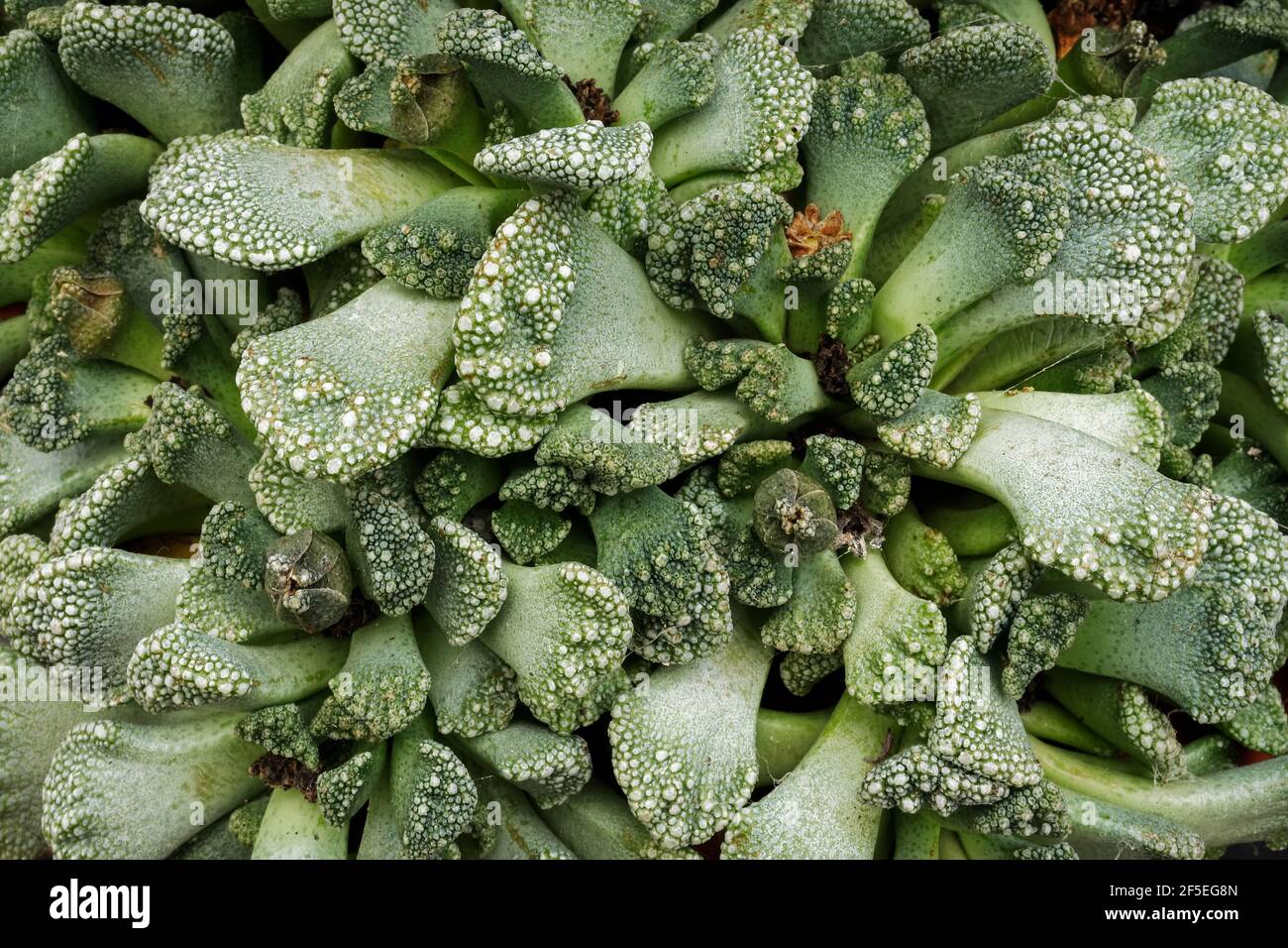 Titanopsis fulleri, ein südafrikanischer Sukgelent, der auf Kalksteinausbisse beschränkt ist, wo es sich durch sein „tony“-Aussehen gut vermischen kann; Oxfordshire, Großbritannien Stockfoto