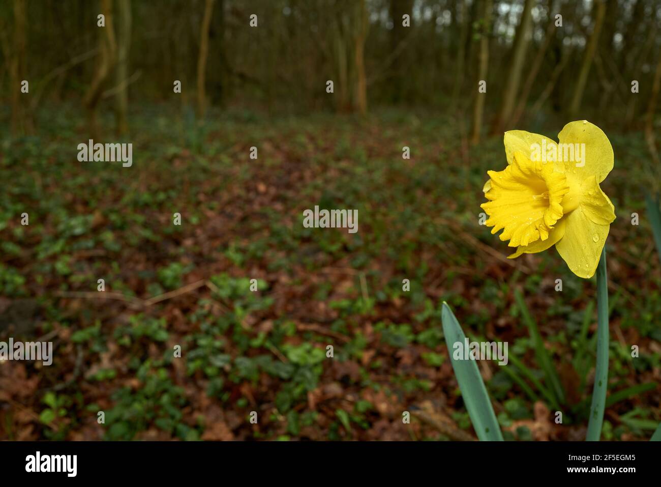 Einsame Narzissen blühen in einem Wald. Stockfoto