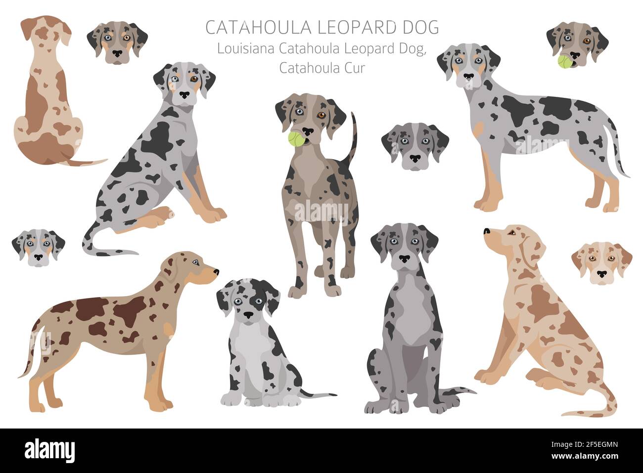 Catahoula Leopard Hund Posen, Fellfarben Stock-Vektorgrafik - Alamy