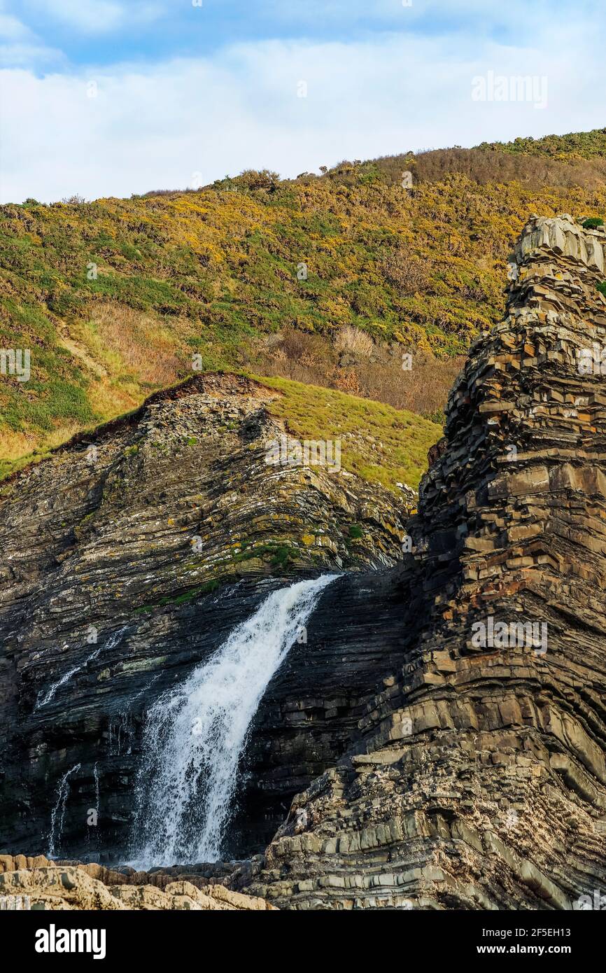 Strandwasserfall, an dem die Afon Drywi über die Klippen silurischer Gräser in die Little Quay Bay in der Nähe von New Quay stürzt; New Quay, Ceredigion, Wales, Großbritannien Stockfoto