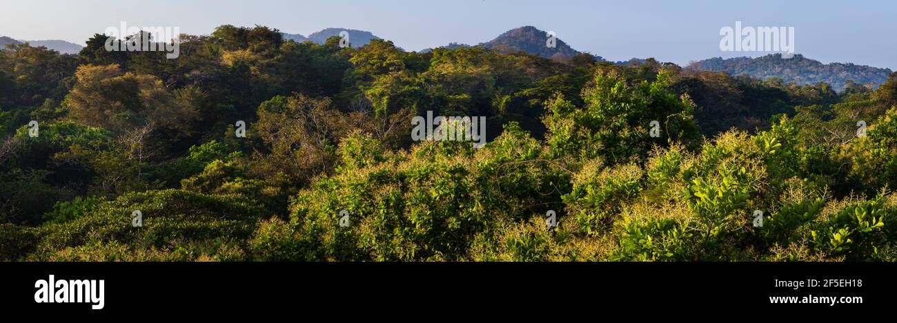 Panoramablick über das Regenwalddach in der frühen Morgensonne, im Soberania Nationalpark, Colon Provinz, Republik Panama. Stockfoto