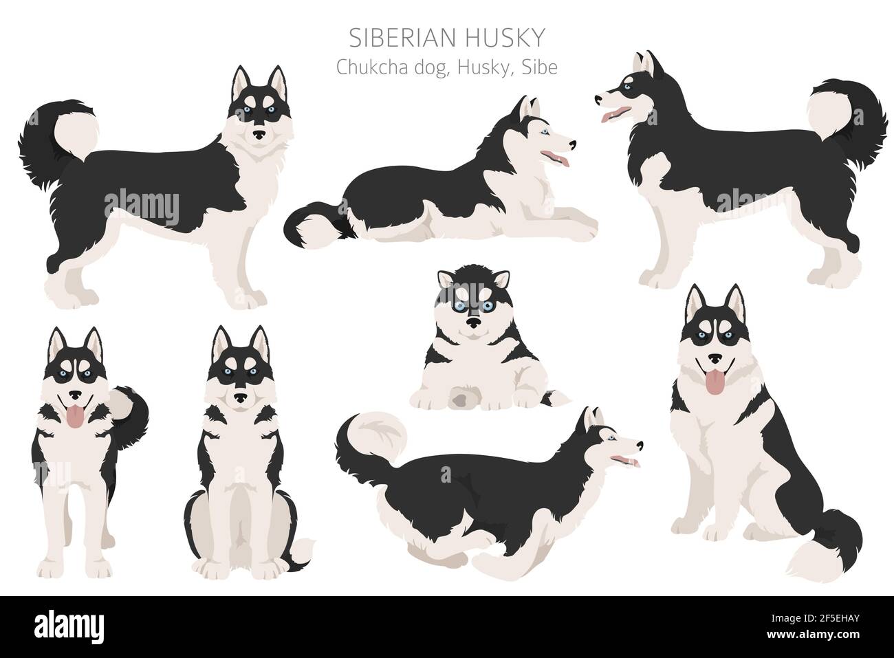 Sibirische Husky Posen, Fellfarben gesetzt. Vektorgrafik Stock Vektor