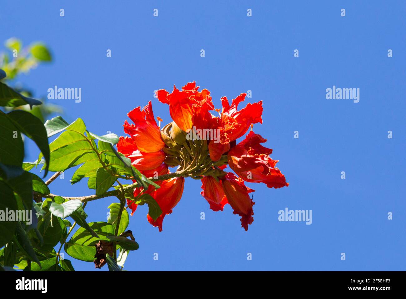 Mon Repos, Micoud, St. Lucia. Leuchtend rote Blüten eines afrikanischen Tulpenbaums, Spathodea campanulata, im botanischen Garten von Mamiku. Stockfoto