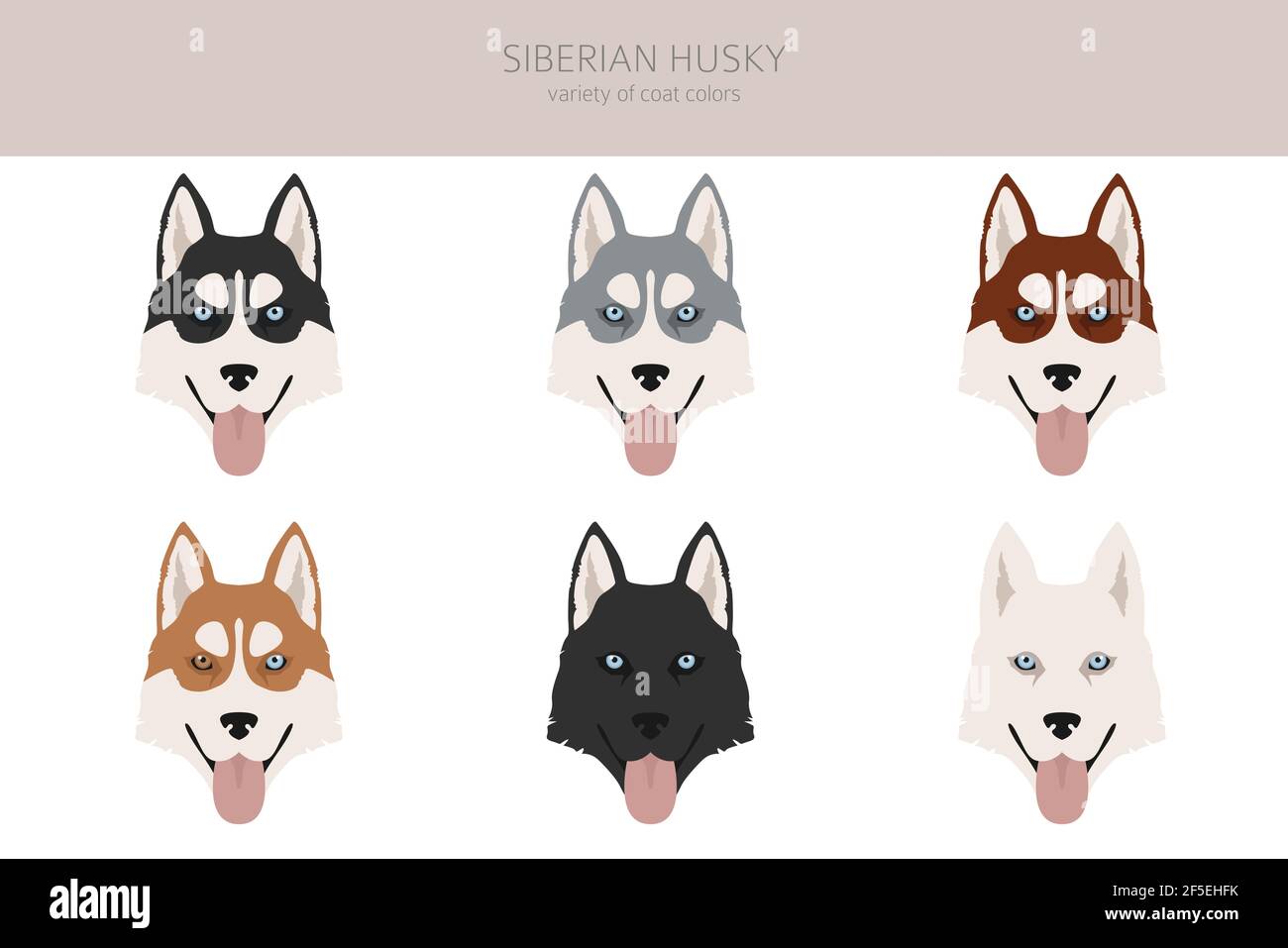 Sibirische Husky Posen, Fellfarben gesetzt. Vektorgrafik Stock Vektor