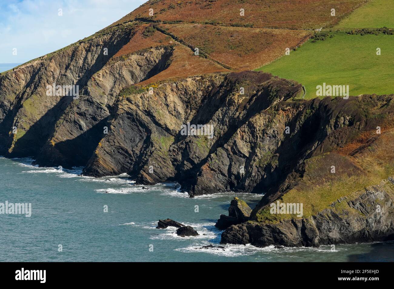 Ordovizianische Felsklippen mit Bracken und Gras auf der Lochtyn Peninsula bei Llangrannog auf dem Ceredigion Coast Path; Llangrannog, Ceredigion, Wales, UK Stockfoto