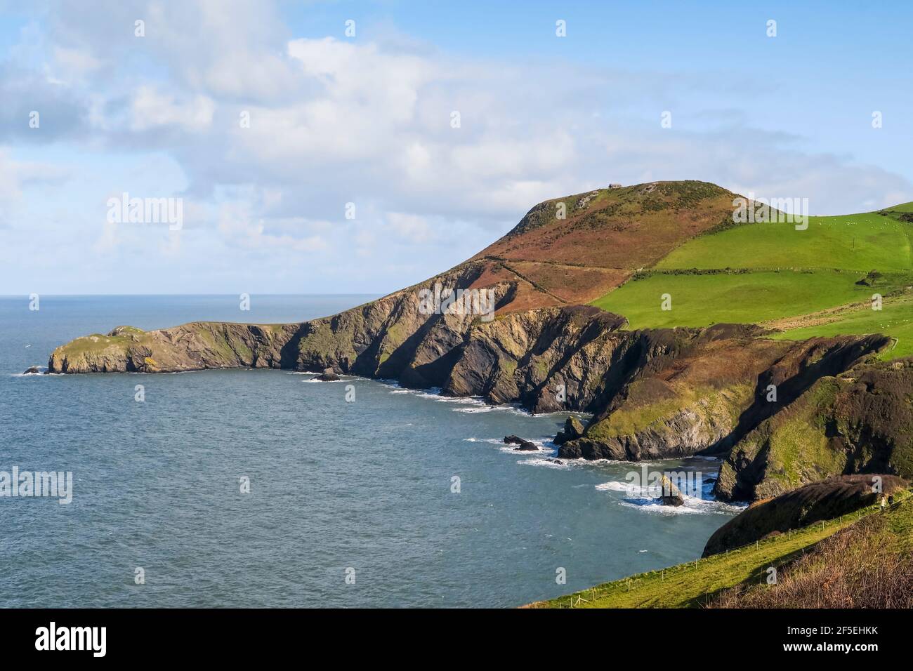 Ordovizianische Felsklippen mit Bracken und Gras auf der Lochtyn Peninsula bei Llangrannog auf dem Ceredigion Coast Path; Llangrannog, Ceredigion, Wales, UK Stockfoto