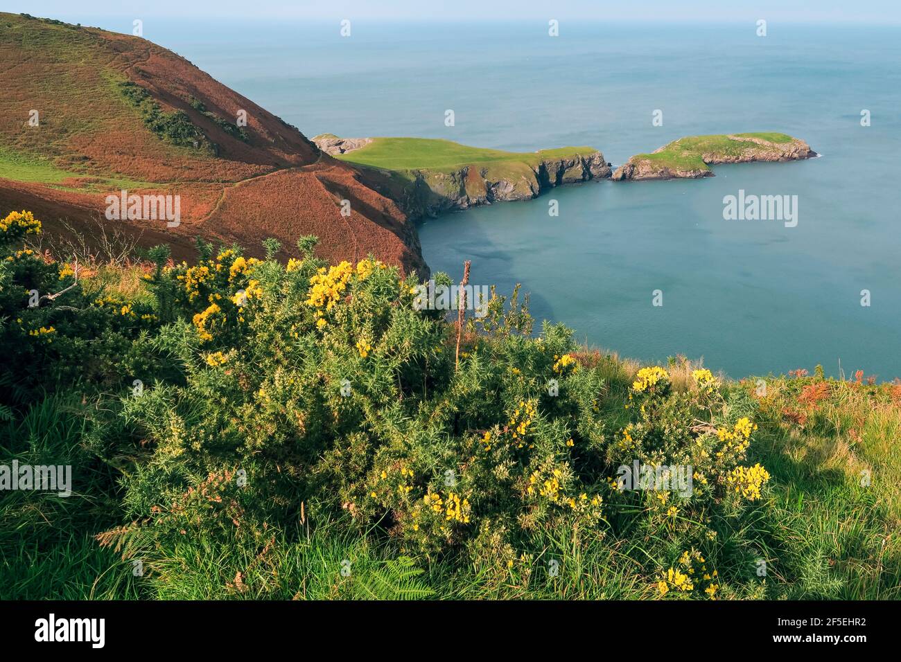 Typische Blütengorse und Bracken, die auf maritimem Grasland hier auf der landschaftlich reizvollen Lochtyn Peninsula eingreifen; Llangrannog, Ceredigion, Wales, UK Stockfoto