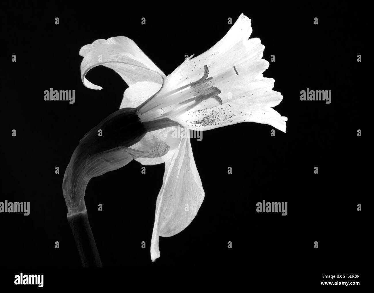 Die trompetenförmige innere Struktur des Daffodil-Blütenstands schützt die Fortpflanzungsteile der Blüte. Stockfoto