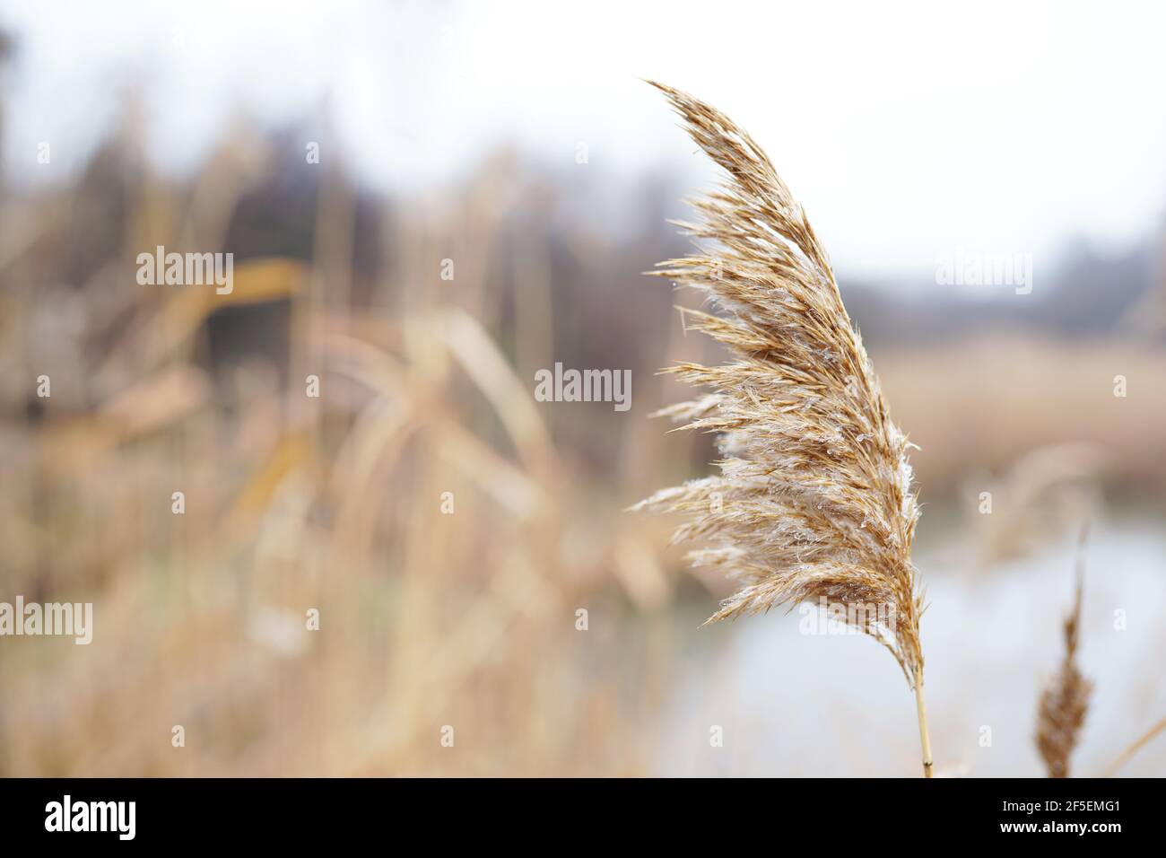 Abstrakt natürlichen Hintergrund von weichen Pflanzen Cortaderia selloana, Pampas Gras bewegen sich im Wind. Helle und klare Szene von Pflanzen ähnlich Feder d Stockfoto