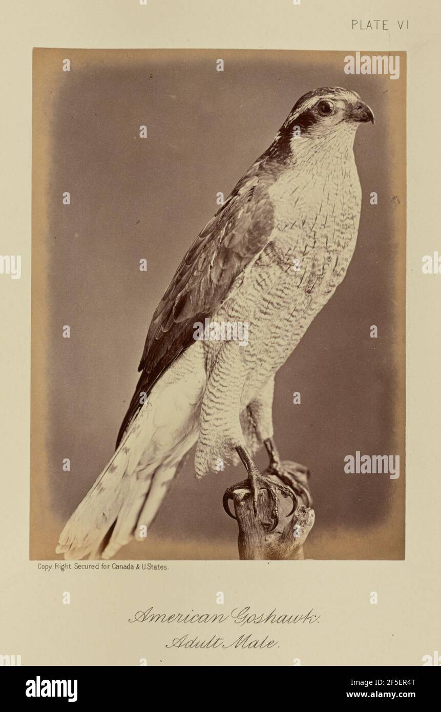 Amerikanischer Goshawk, Erwachsener, Männlich. William Notman (Kanadier, geboren Schottland, 1826 - 1891) Stockfoto