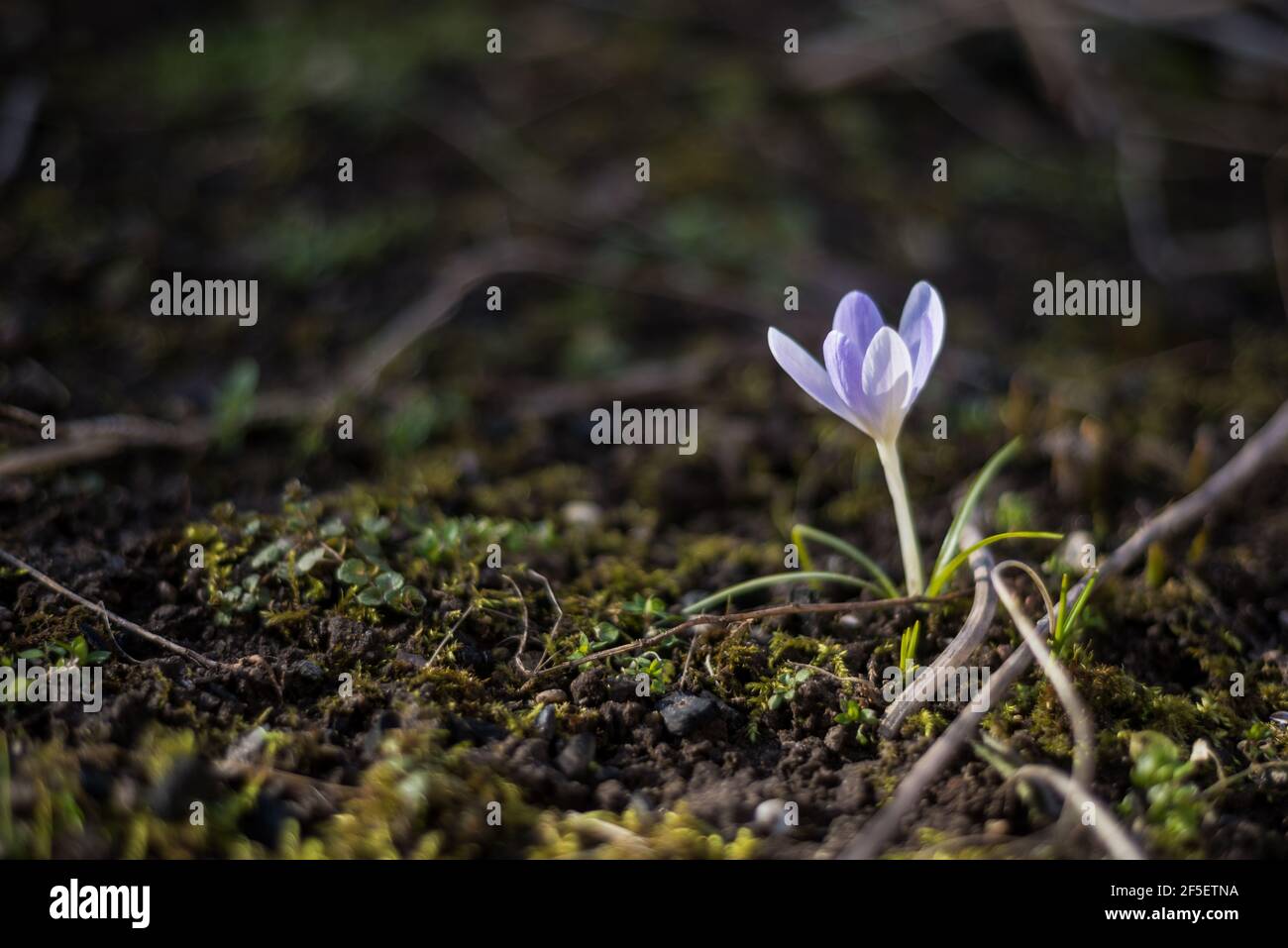 Wilde purpurrote Krokusse blühen in ihrer natürlichen Umgebung im Wald. Crocus heuffelianus.Makro Nahaufnahme Fotografie Stockfoto