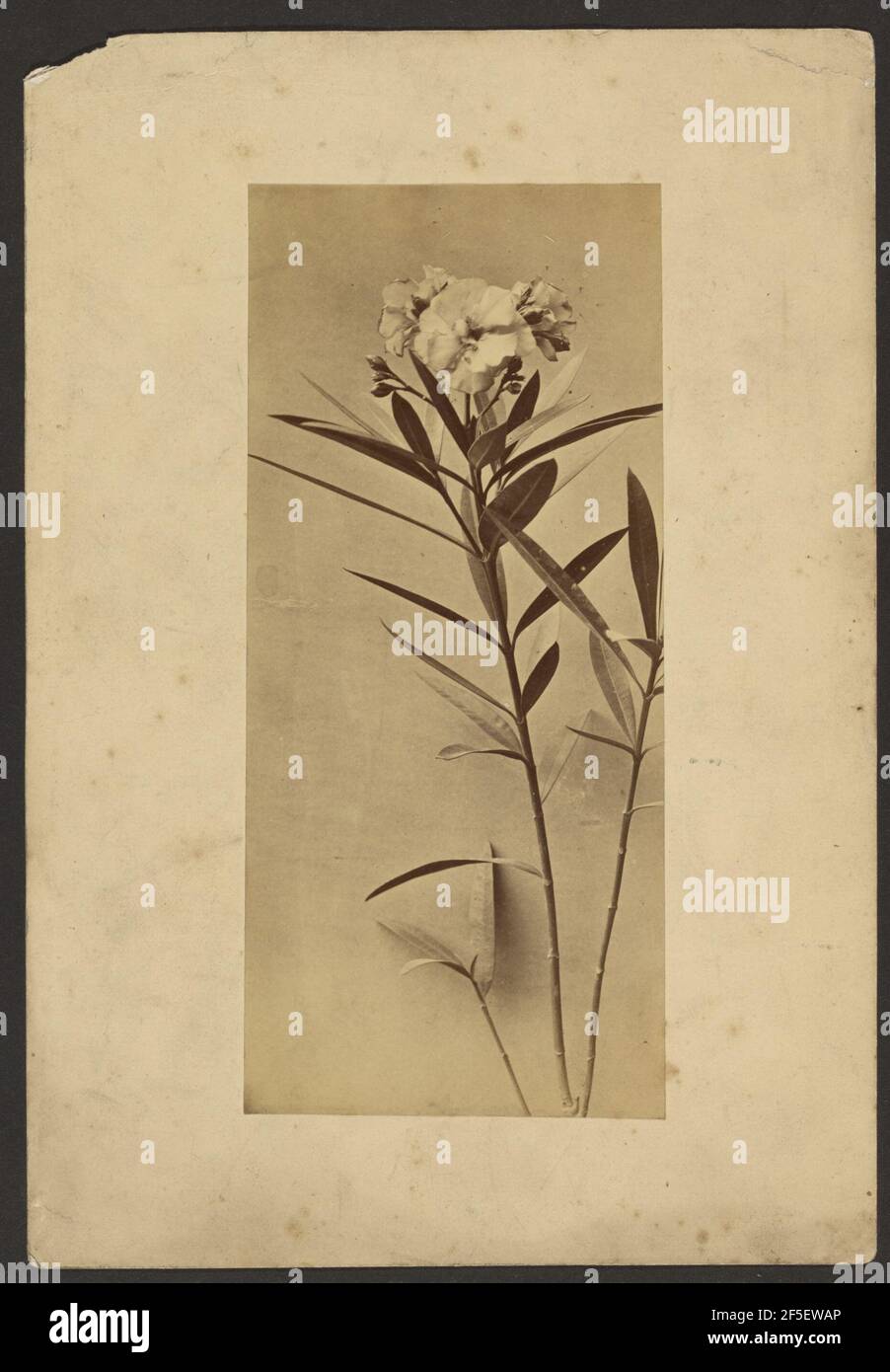 Werksstudie. Frederick H. Hollyer (Englisch, 1837 - 1933) Stockfoto