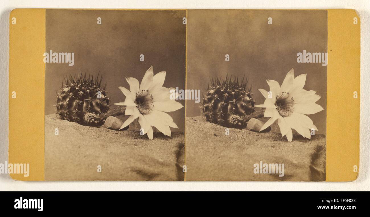 Nicht identifizierter blühender Kaktus. Joseph C. Parker (amerikanisch, 1834 - 1910) Stockfoto