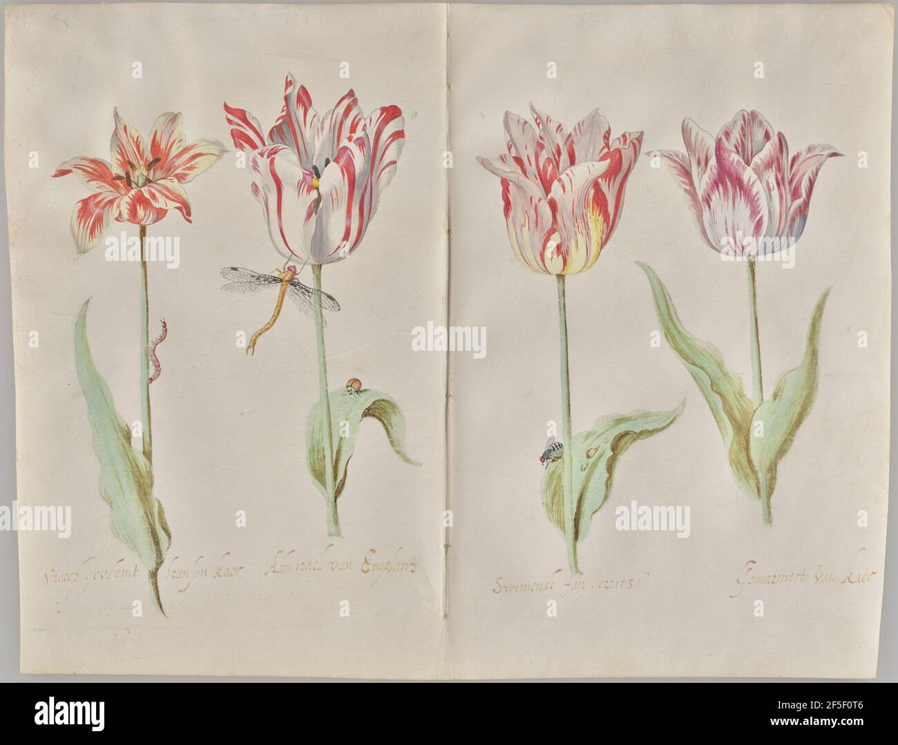 Doppelseite eines Tulpenbuches. Jacob Marrel (Holländer, geboren Deutschland 1613/1614 - 1681) Stockfoto