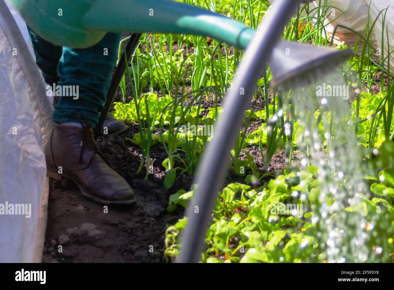 Unschärfe-Nahaufnahme Wasserstrahl. Gießkanne im Garten. Gemüsebewässerungskanne. Lichtbogengewächshaus. Rettich hinterlässt Textur. Salatsalat wächst. Tropfen Stockfoto