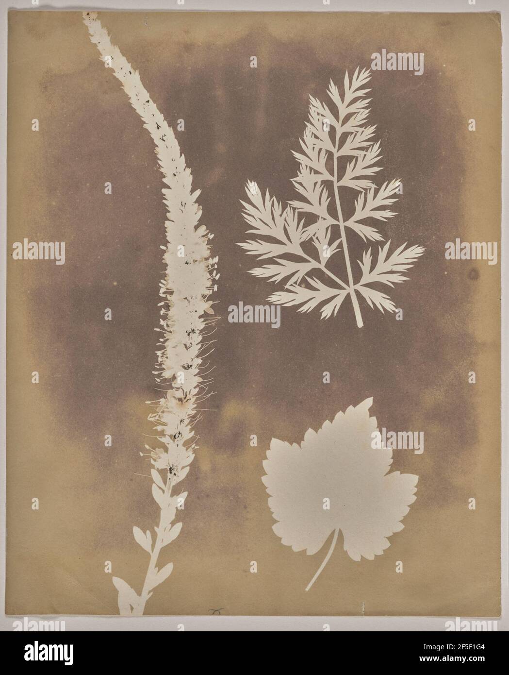 Anordnung von botanischen Exemplaren. William Henry Fox Talbot (Englisch, 1800 - 1877) Stockfoto