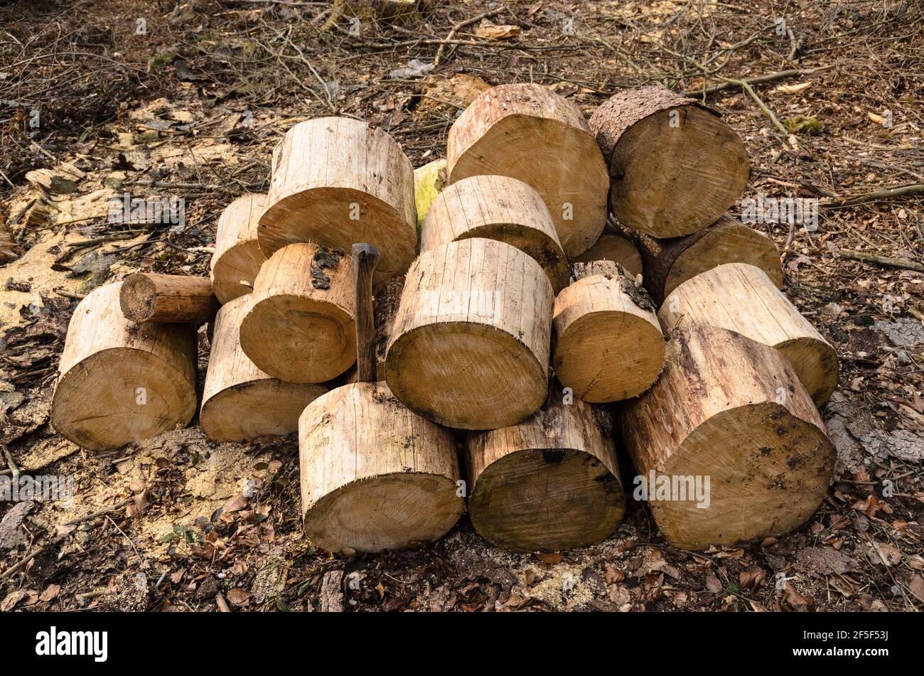 Holzfällerplatz oder Holzfällerplatz mit Haufen gehackter Stämme, Holzstapel im Wald, Querschnittsansicht, Rheinland-Pfalz, Deutschland, Europa Stockfoto